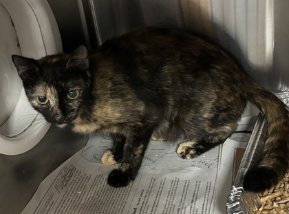 Shelter Stray Female Cat last seen Near Dial Drive, 30083, GA, 3280 Chamblee Dunwoody Rd, Chamblee, GA 30341, USA