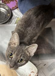 Shelter Stray Female Cat last seen Near Lawrenceville Highway, 30084, GA, 3280 Chamblee Dunwoody Rd, Chamblee, GA 30341, USA