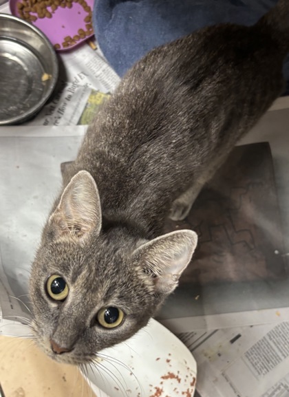 Shelter Stray Female Cat last seen Near Lawrenceville Highway, 30084, GA, 3280 Chamblee Dunwoody Rd, Chamblee, GA 30341, USA