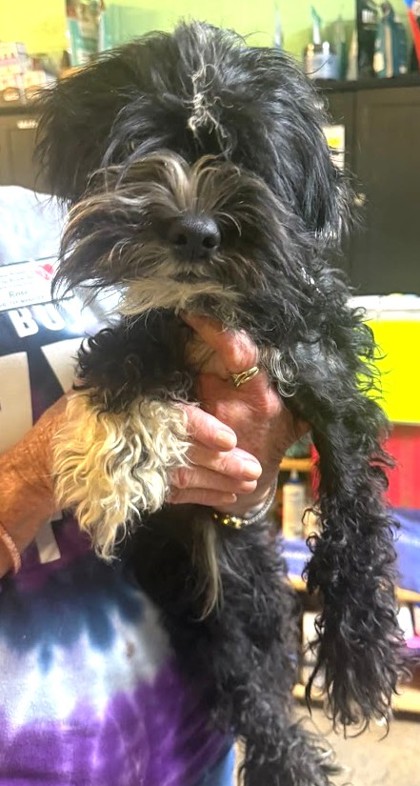 Shelter Stray Male Dog last seen Sea Mountain Hwy and Little River Neck Rd, North Myrtle Beach, SC, 409 Bay St, North Myrtle Beach, SC 29582, USA