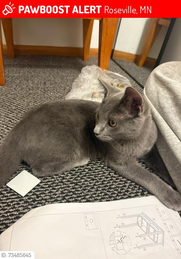 Lost Male Cat last seen W Cope Ave and Dale St, Roseville, MN 55113
