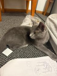 Lost Male Cat last seen W Cope Ave and Dale St, Roseville, MN 55113