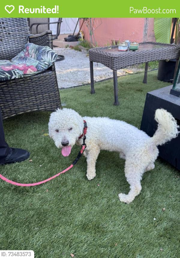 Reunited Male Dog last seen Near W Manchester Blvd, Inglewood, CA 90305, Inglewood, CA 90305