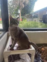 Lost Male Cat last seen Home, Boynton Beach, FL 33426