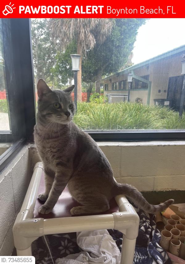 Lost Male Cat last seen Home, Boynton Beach, FL 33426