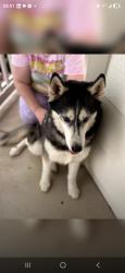 Lost Male Dog last seen Layton and S Wenatchee Cir, Aurora, CO 80015