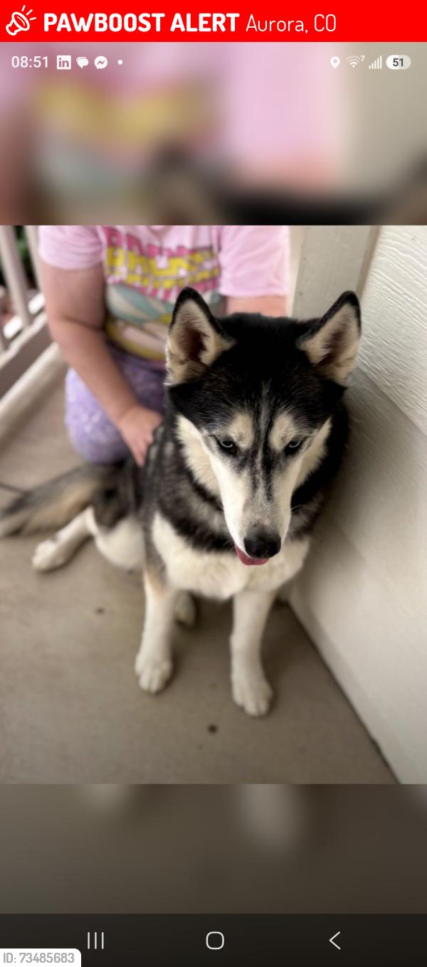 Lost Male Dog last seen Layton and S Wenatchee Cir, Aurora, CO 80015