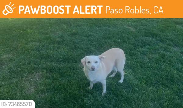 Found/Stray Unknown Dog last seen Country oaks- south of Target, Paso Robles, CA 93446