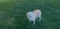 Found/Stray Unknown Dog last seen Country oaks- south of Target, Paso Robles, CA 93446