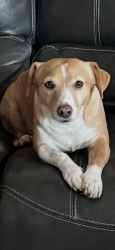Lost Male Dog last seen Potranco, San Antonio, TX 78251