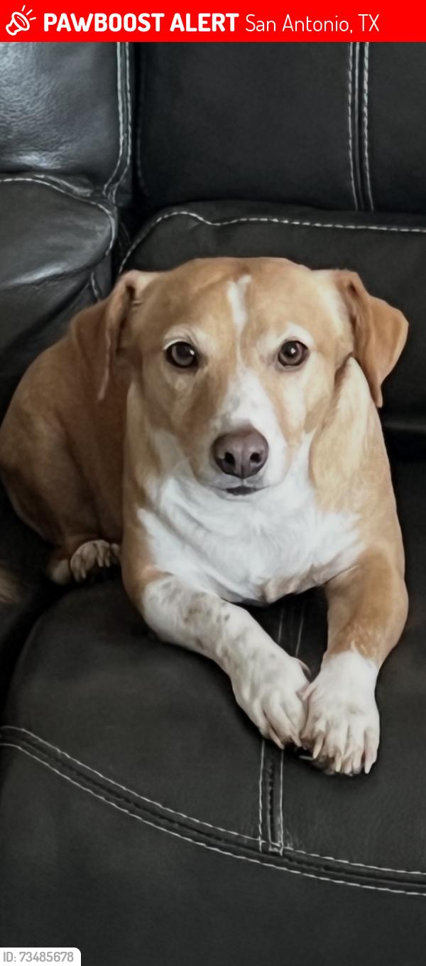 Lost Male Dog last seen Potranco, San Antonio, TX 78251