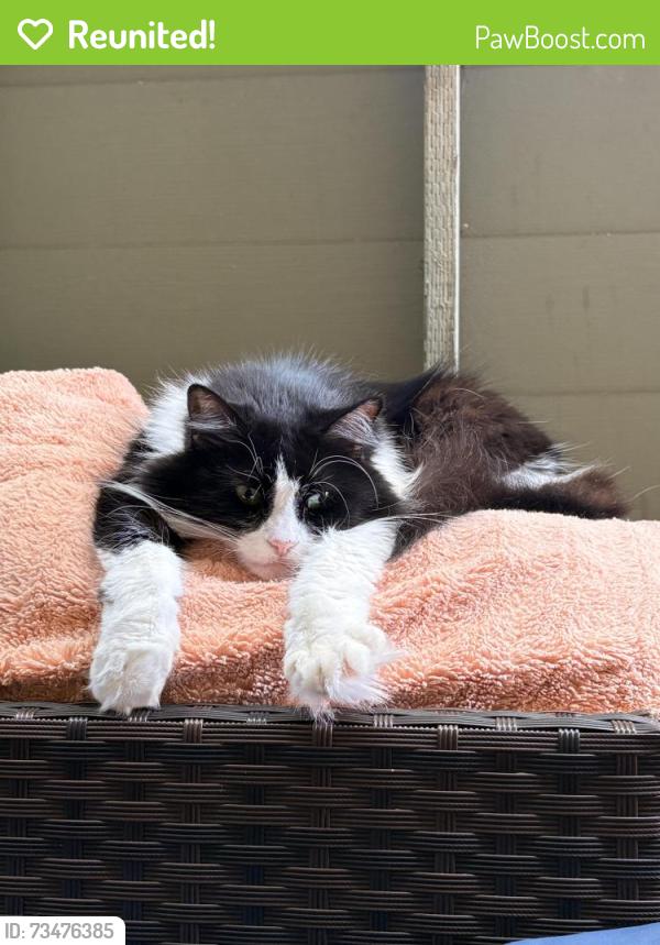 Reunited Female Cat last seen Buena Vista Ave., Alameda, CA 94501