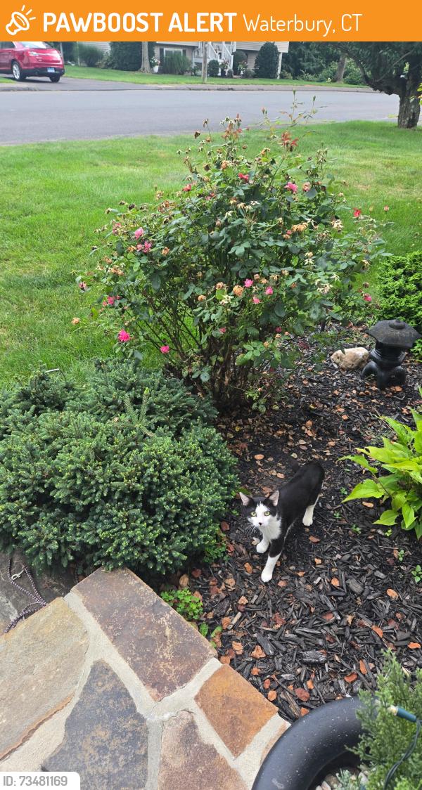 Found/Stray Unknown Cat last seen stoddard road, Waterbury, CT 06708