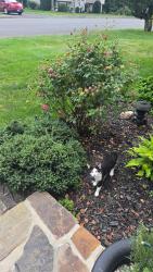 Found/Stray Unknown Cat last seen stoddard road, Waterbury, CT 06708