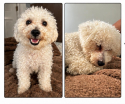 Reunited Female Dog last seen Chancellor Ave, Irvington, NJ 07111