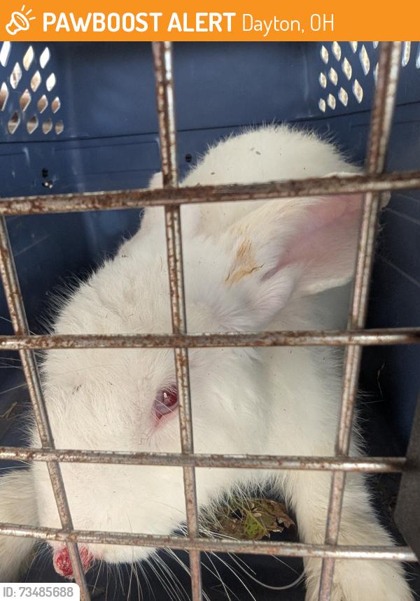 Found/Stray Unknown Rabbit last seen Brandt Street and Valley Street, Dayton, OH 45404