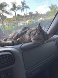 Lost Female Cat last seen 60th, San Diego, CA 92115