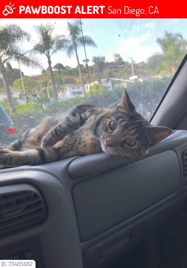 Lost Female Cat last seen 60th, San Diego, CA 92115