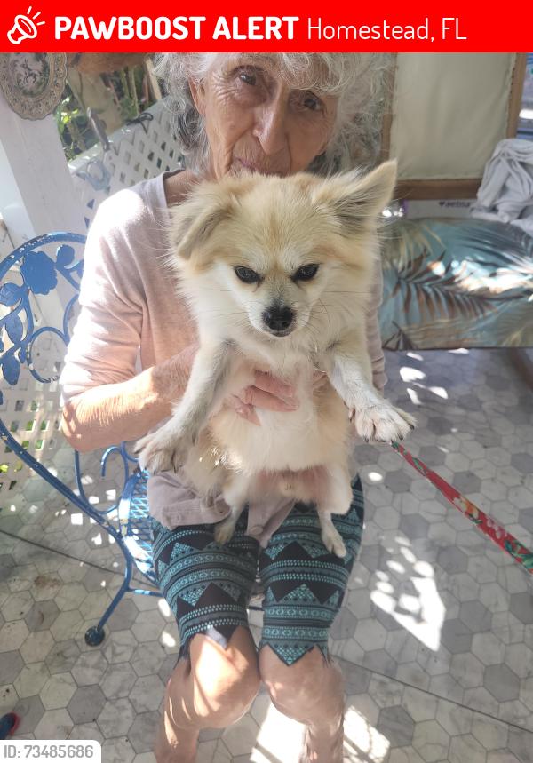 Lost Male Dog last seen Goldcoaster manufacture homes, Homestead, FL 33034
