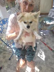 Lost Male Dog last seen Goldcoaster manufacture homes, Homestead, FL 33034