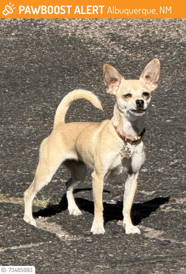 Found/Stray Female Dog last seen Carlisle & Menaul, Albuquerque, NM 87110
