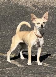 Found/Stray Female Dog last seen Carlisle & Menaul, Albuquerque, NM 87110
