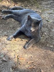 Found/Stray Male Cat last seen Near McKneely Road, Griffin GA 30224, Griffin, GA 30224