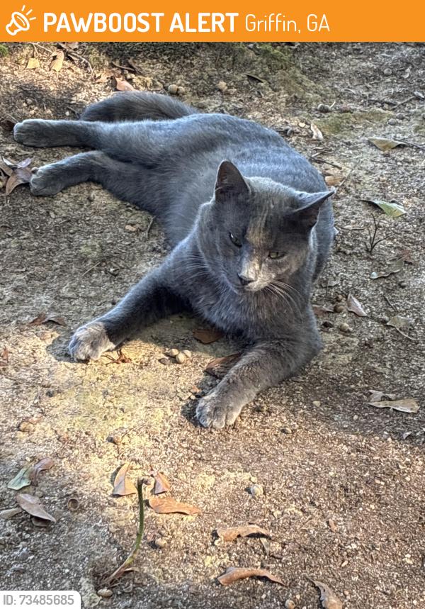 Found/Stray Male Cat last seen Near McKneely Road, Griffin GA 30224, Griffin, GA 30224