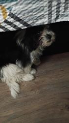 Lost Female Dog last seen Oaste ln, Coachella, CA 92236