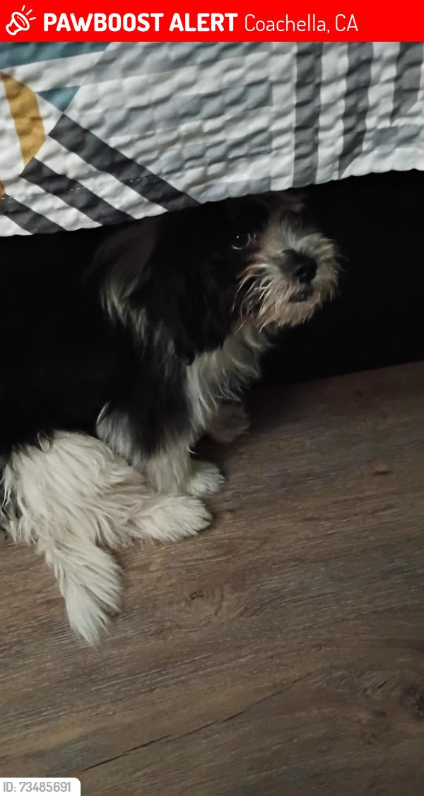 Lost Female Dog last seen Oaste ln, Coachella, CA 92236