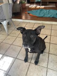 Found/Stray Male Dog last seen Buntyn & Lombardy, Memphis, TN 38111