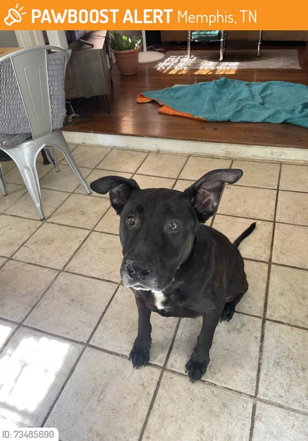Found/Stray Male Dog last seen Buntyn & Lombardy, Memphis, TN 38111