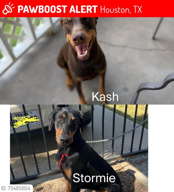 Lost Female Dog last seen Little York, Houston, TX 77091