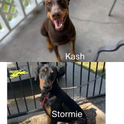 Lost Female Dog last seen Little York, Houston, TX 77091