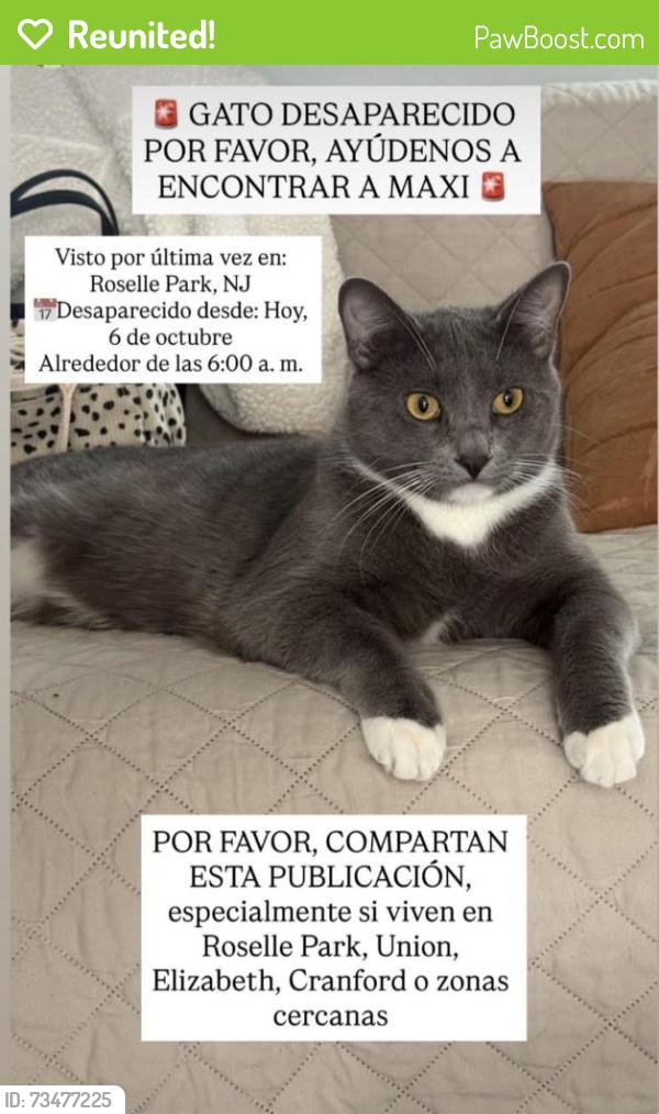 Reunited Male Cat last seen w webster ave, Roselle Park, NJ 07204