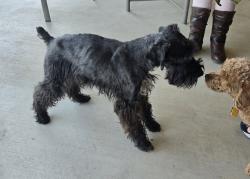 Reunited Male Dog last seen Highway 51 & 104th, Coweta, OK 74014