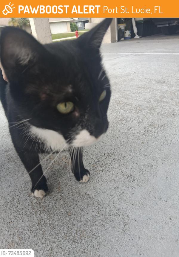 Found/Stray Male Cat last seen Port saint Lucie Blvd and se penn ave, Port St. Lucie, FL 34984