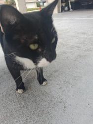 Found/Stray Male Cat last seen Port saint Lucie Blvd and se penn ave, Port St. Lucie, FL 34984