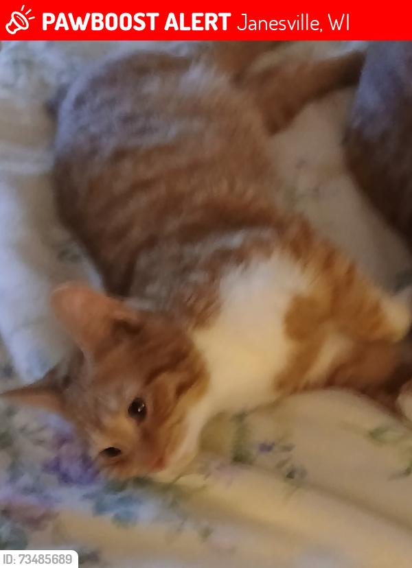 Lost Male Cat last seen Logan Ave, Janesville, WI 53545