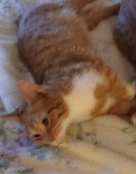 Lost Male Cat last seen Logan Ave, Janesville, WI 53545