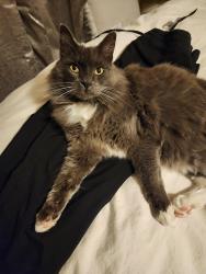 Lost Male Cat last seen Lakeside, Manzanita Park, churches, Reno, NV 89509