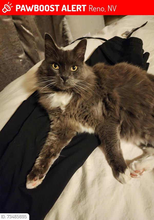 Lost Male Cat last seen Lakeside, Manzanita Park, churches, Reno, NV 89509