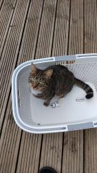Reunited Female Cat last seen Ynysforgan roundabout, Ynysforgan, Wales 