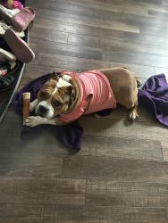 Reunited Female Dog last seen Hall and morton, Saint Paul, MN 55107