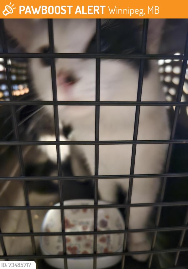 Found/Stray Unknown Cat last seen Burrows ave, Winnipeg, MB 
