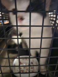 Found/Stray Unknown Cat last seen Burrows ave, Winnipeg, MB 