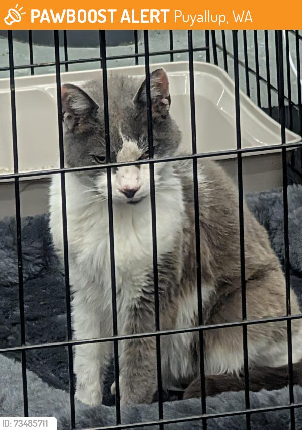 Found/Stray Female Cat last seen Fred Meyer Distribution Center, Puyallup, WA 98371