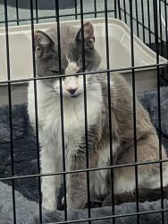 Found/Stray Female Cat last seen Fred Meyer Distribution Center, Puyallup, WA 98371