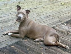 Reunited Female Dog last seen Candler Rd & I-20, near the Valero, Decatur, GA 30032