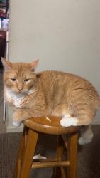 Lost Male Cat last seen Greenman elementary, Aurora, IL 60506